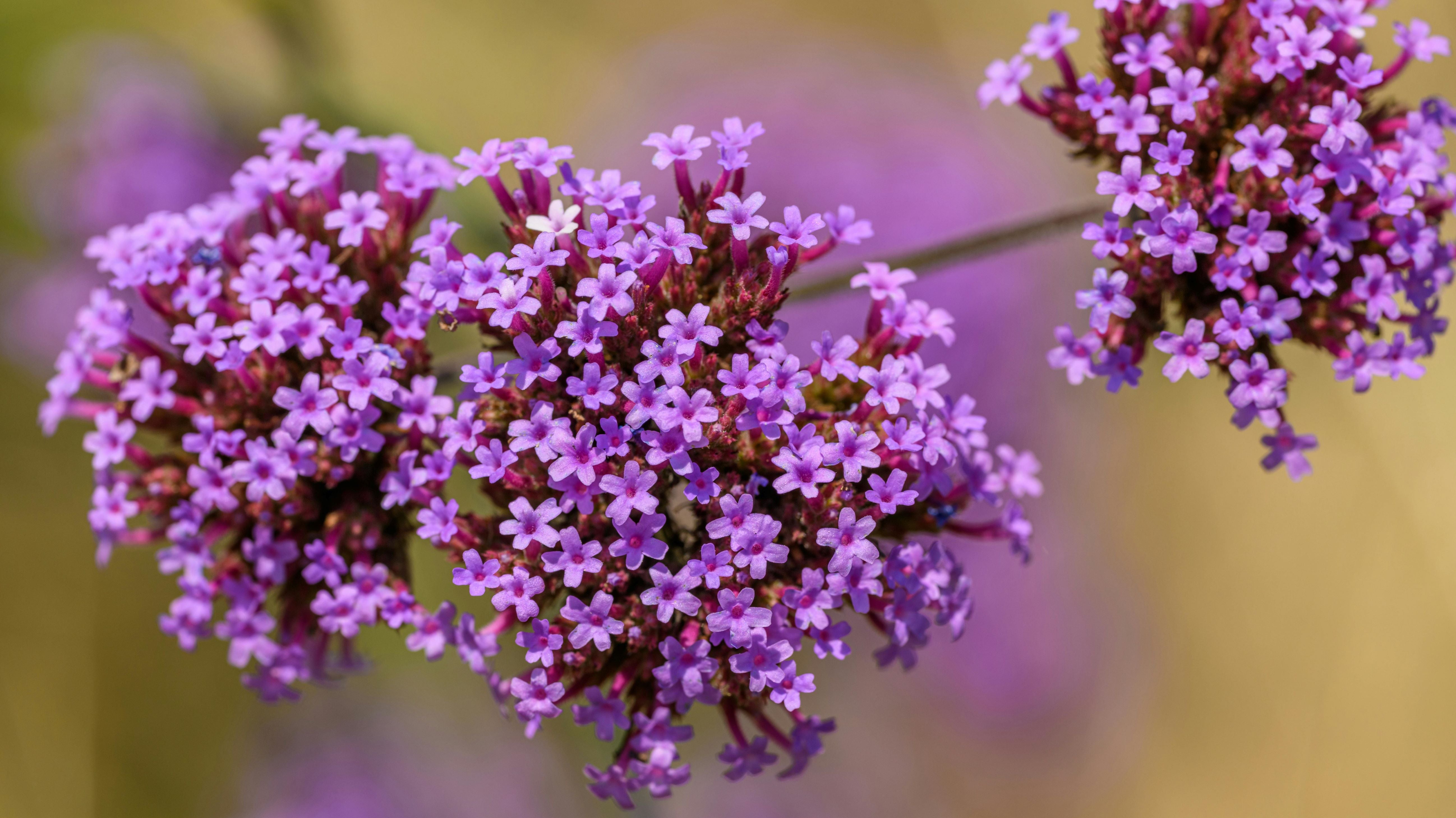 Why Verbena is the Ultimate Fresh Scent