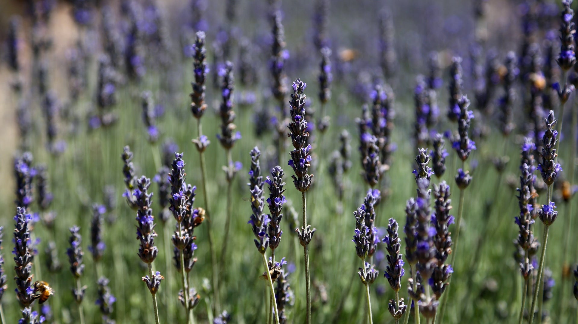 A History of Lavender - Pexel Image