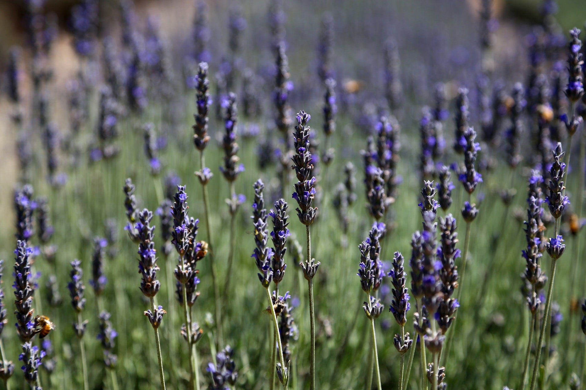 A History of Lavender - Pexel Image